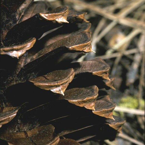 Pinus ponderosa Frukt