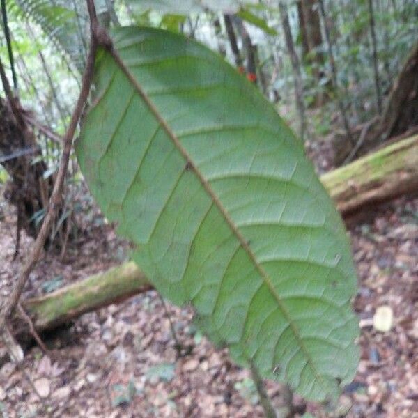 Hirtella silicea Leaf