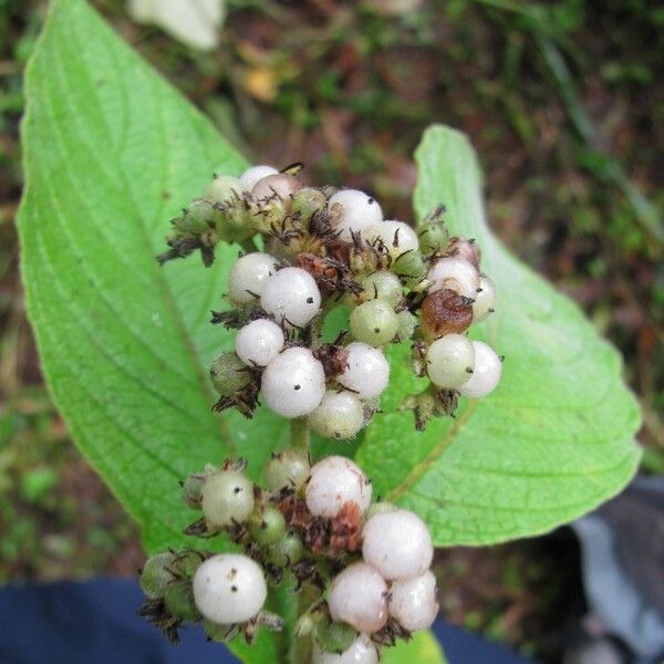 Heliotropium cuspidatum Fruit