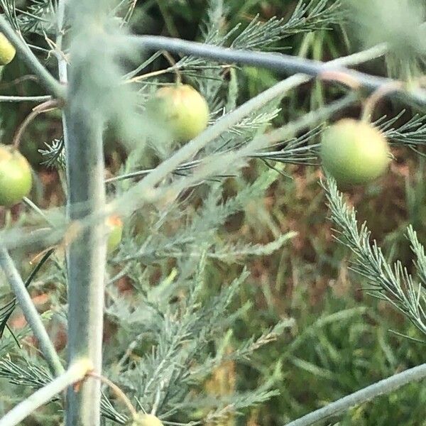 Asparagus officinalis Fruit