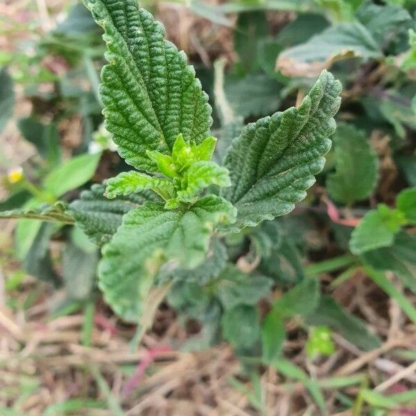 Lippia javanica Blad