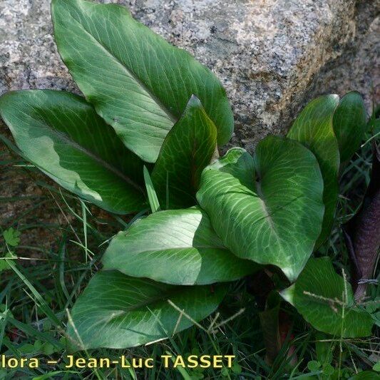 Arum pictum Habitus