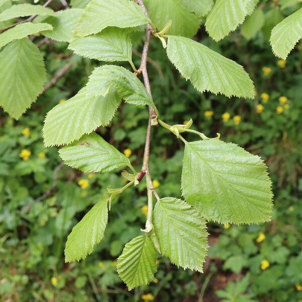 Alnus alnobetula Liść