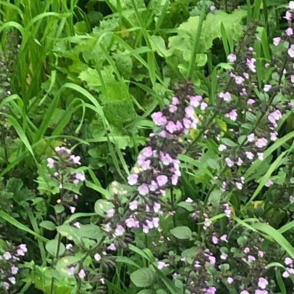 Thymus pulegioides Virág