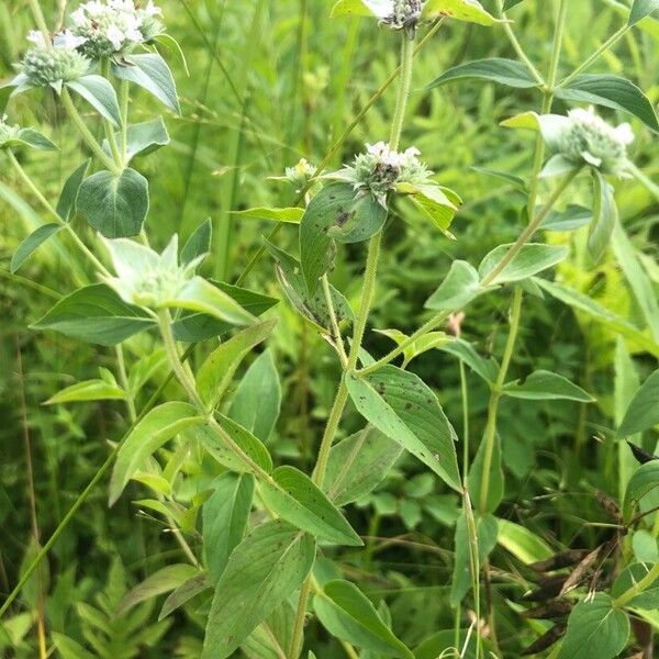 Pycnanthemum muticum Leaf