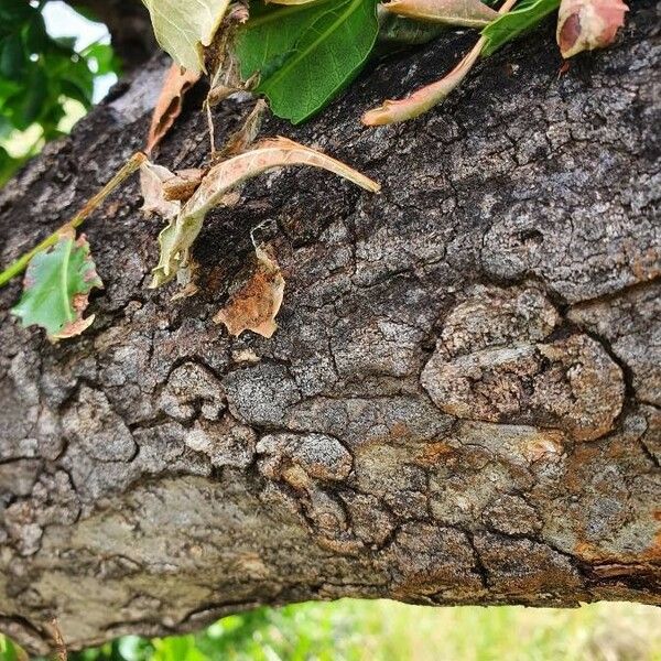 Sclerocarya birrea Bark