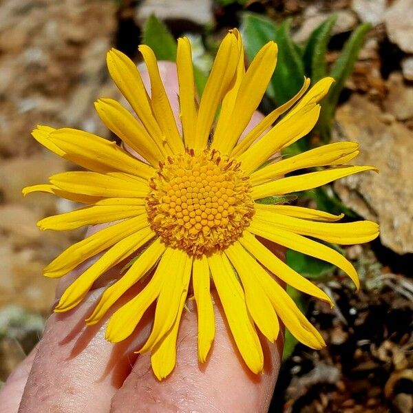 Doronicum clusii Flower