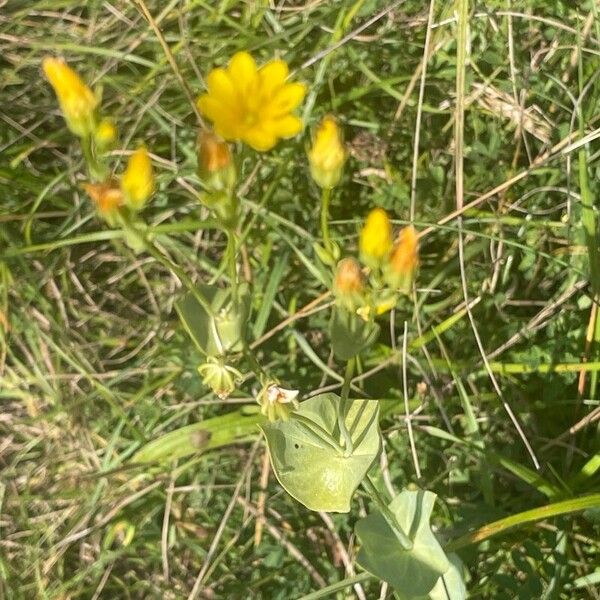 Blackstonia perfoliata Levél