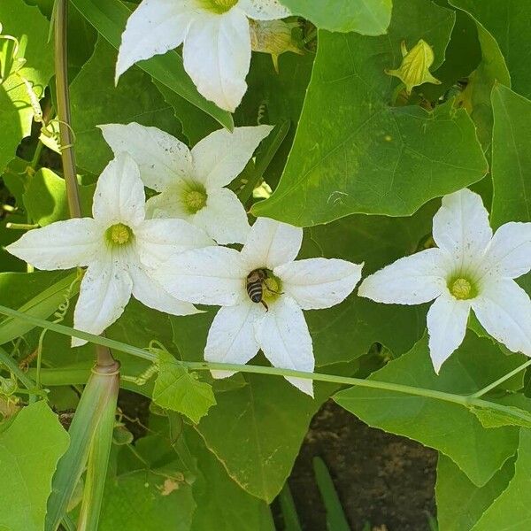 Coccinia grandis Flower