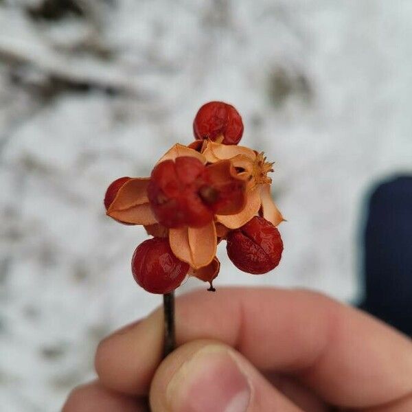 Celastrus scandens Frucht