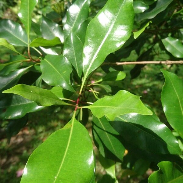 Syzygium aromaticum برگ