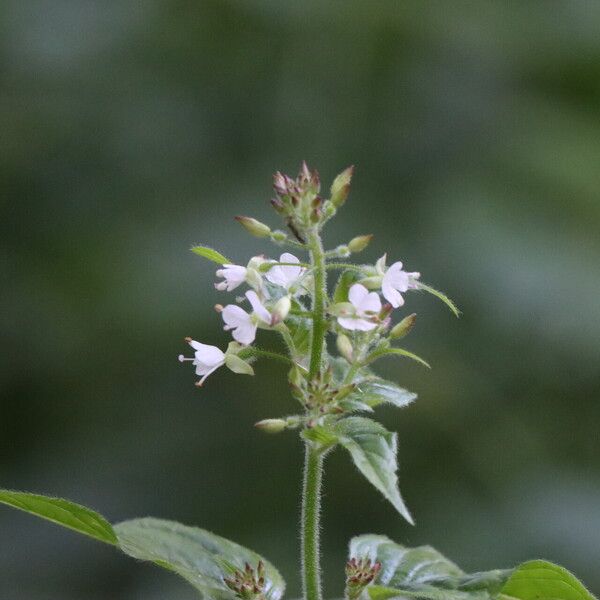 Circaea lutetiana Flower