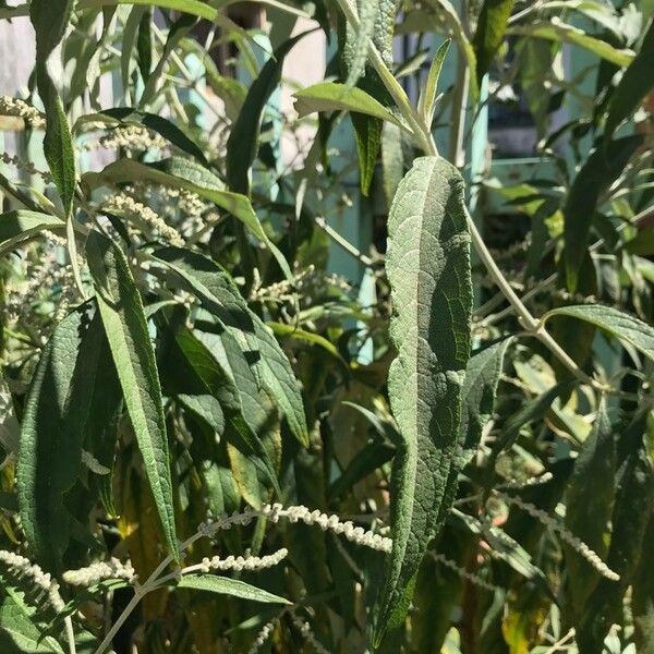 Buddleja asiatica Leaf