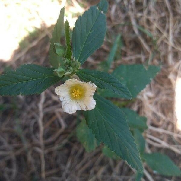 Sida acuta Flower