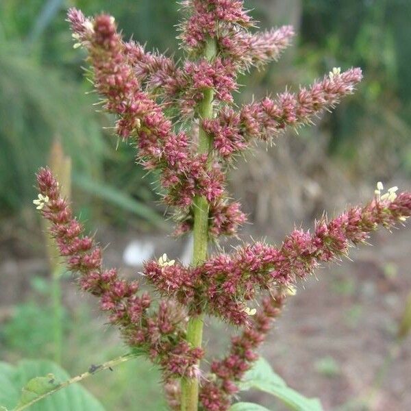 Amaranthus palmeri Fleur