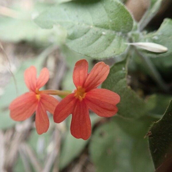 Crossandra massaica Blomma