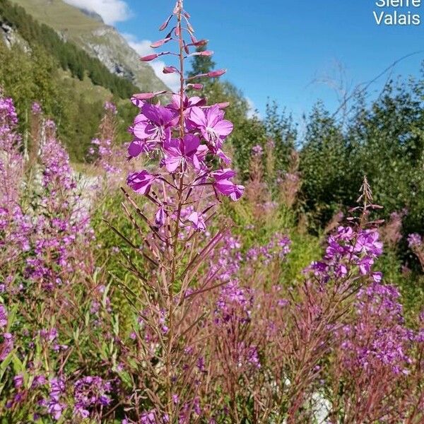 Epilobium angustifolium Květ