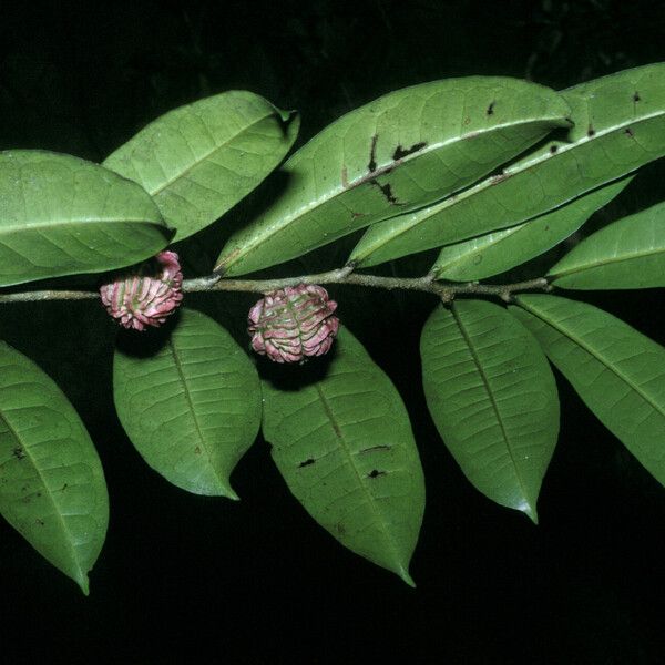 Neoptychocarpus apodanthus Hedelmä