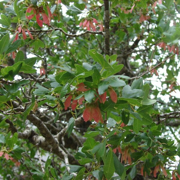 Acer sempervirens Owoc