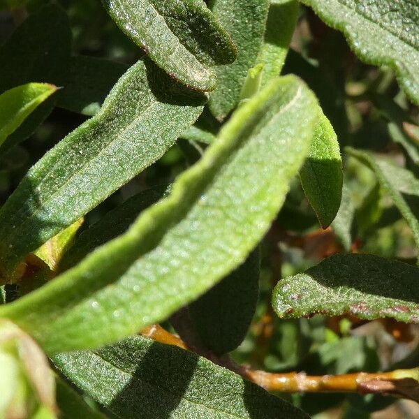 Cistus × purpureus ഇല