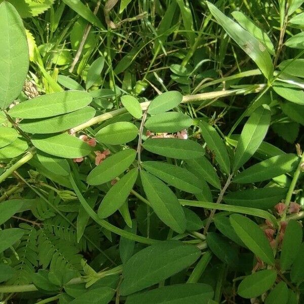 Indigofera spicata Blad