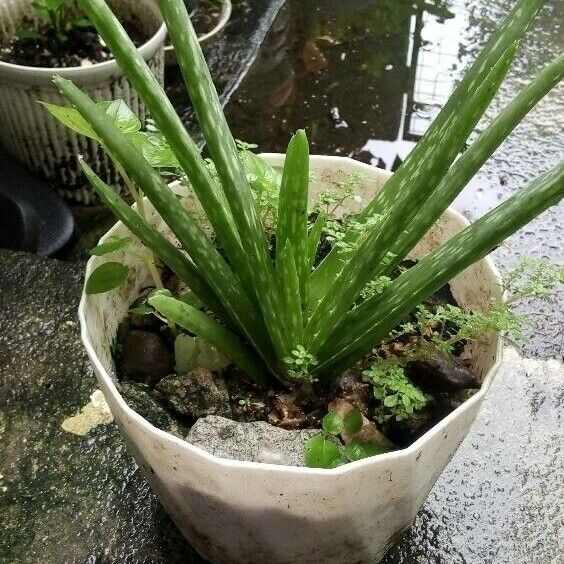 Aloe vera Leaf