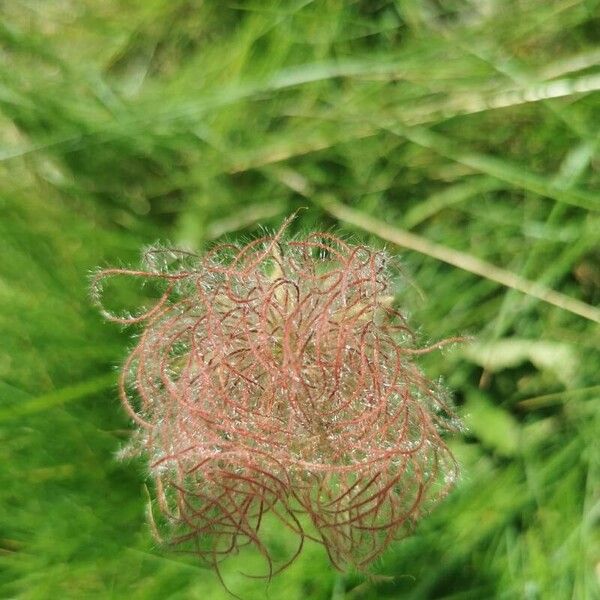 Geum montanum Lorea