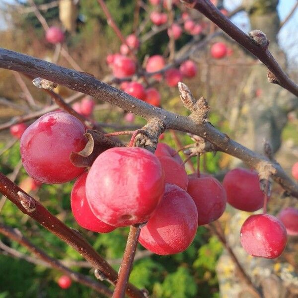 Malus sylvestris Fruit