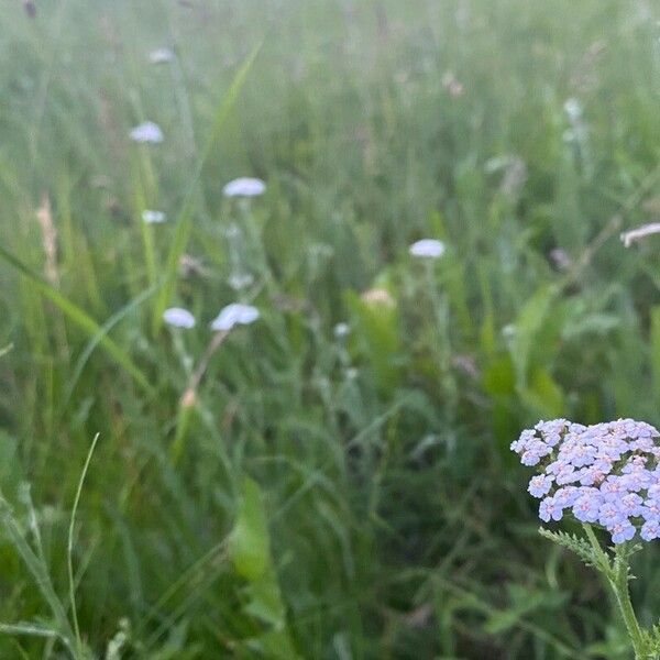 Achillea setacea Květ