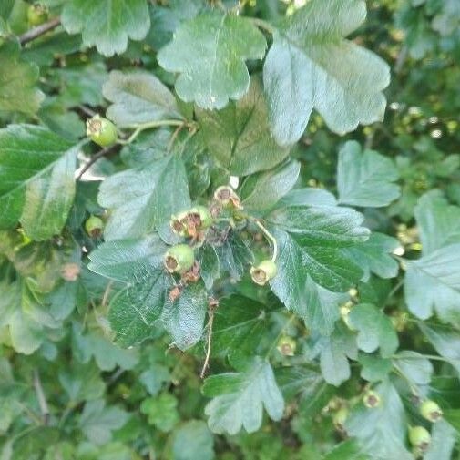 Crataegus monogyna Folla