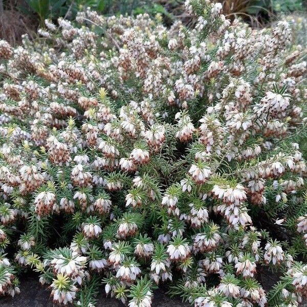 Erica erigena Costuma