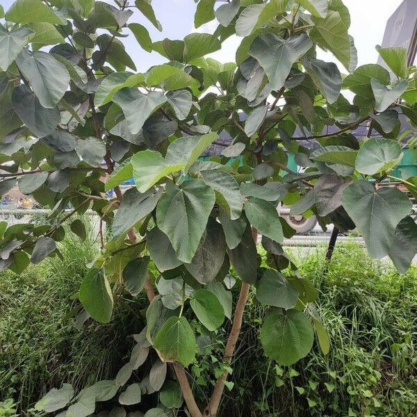 Ficus auriculata موطن