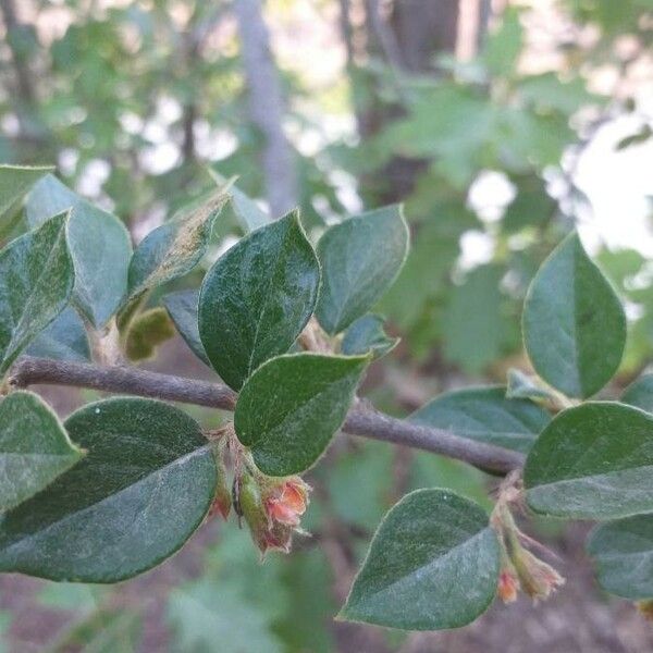 Cotoneaster simonsii Leaf