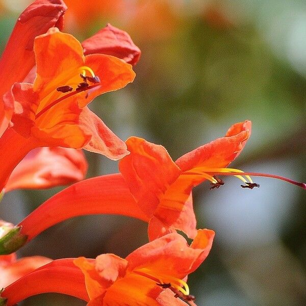 Tecomaria capensis Flor