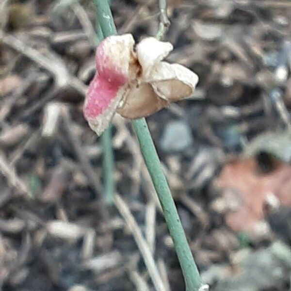 Euonymus latifolius Fruit