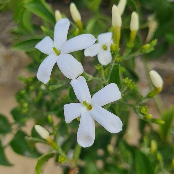 Jasminum fluminense പുഷ്പം