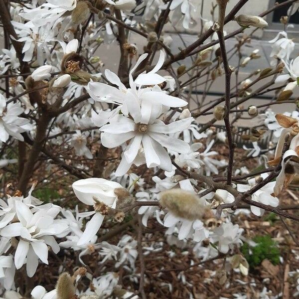 Magnolia stellata Flower