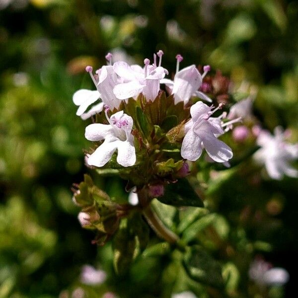 Thymus vulgaris ফুল