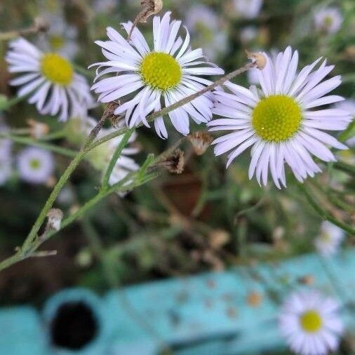 Erigeron foliosus Кветка