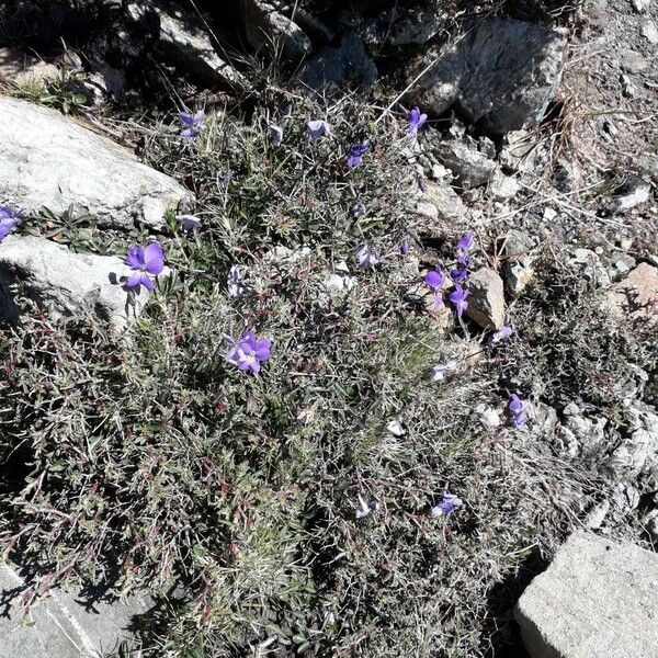 Viola corsica Habitus