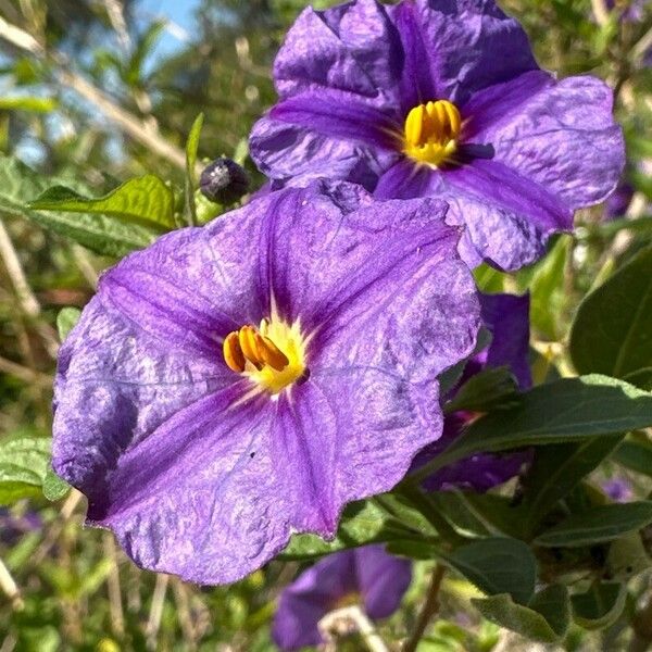 Lycianthes lycioides Flor