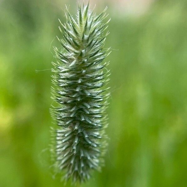 Phleum pratense Плод