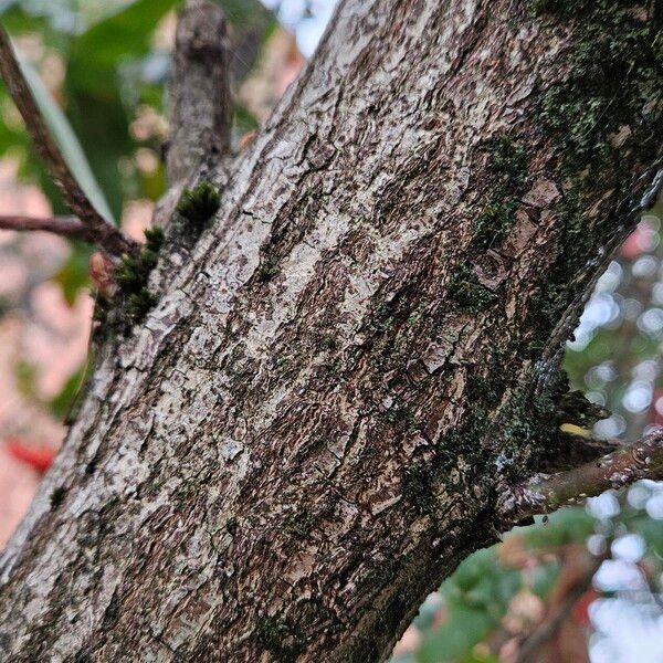 Euonymus europaeus Kôra