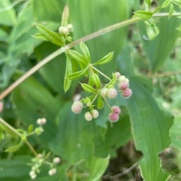 Galium aparine Pokrój