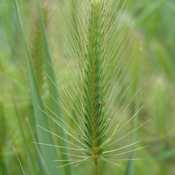 Hordeum marinum 果実