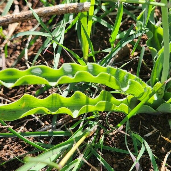 Albuca abyssinica Blad