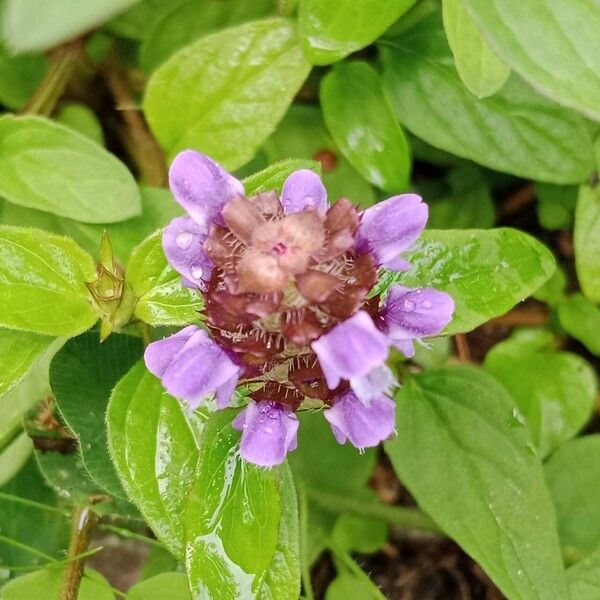 Prunella vulgaris 花