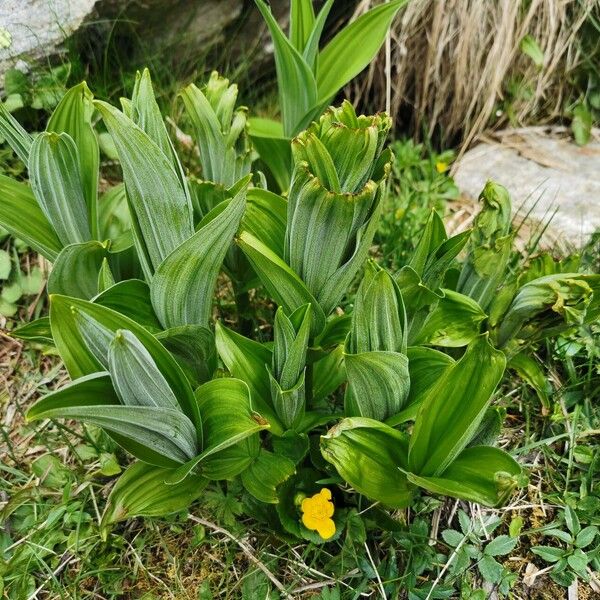 Veratrum viride Leaf