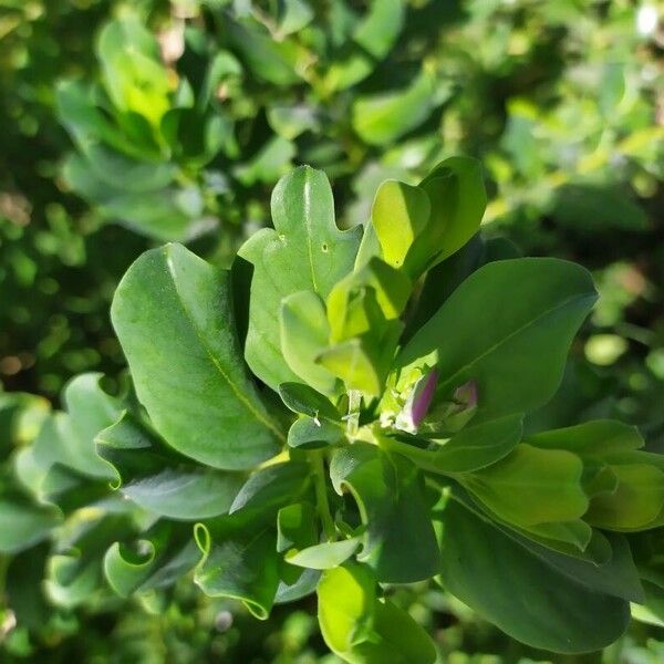 Polygala myrtifolia পাতা