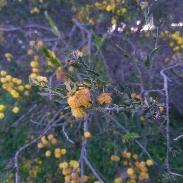 Acacia paradoxa Квітка